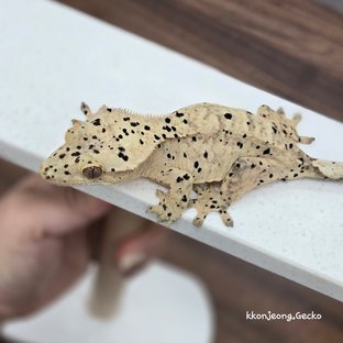 슈퍼달마시안 달마시안