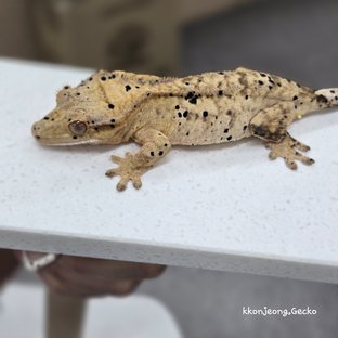 슈퍼달마시안 달마시안