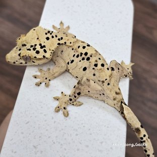 슈퍼달마시안 달마시안