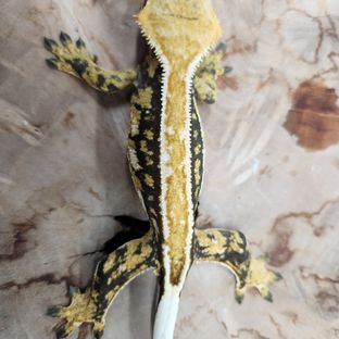 밀리