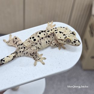 슈퍼달마시안 달마시안