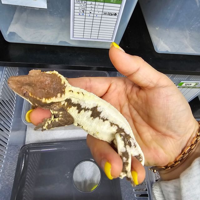 프라푸치노