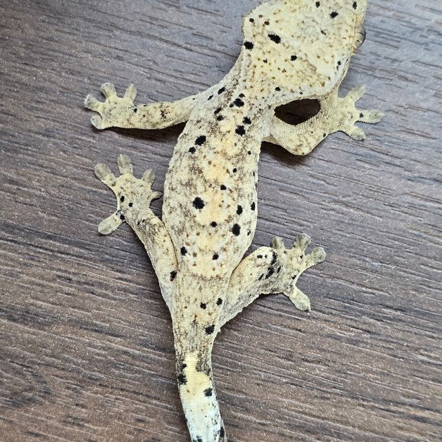 슈퍼달마시안