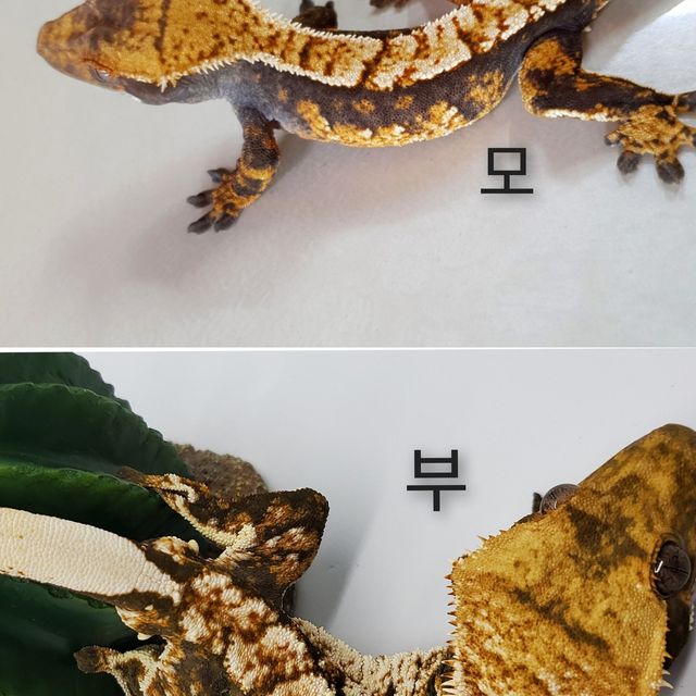 트라이
