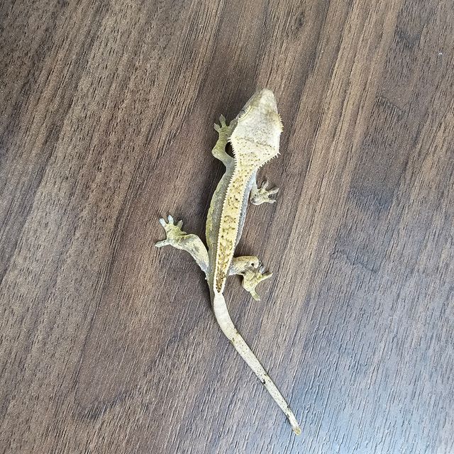 트라이