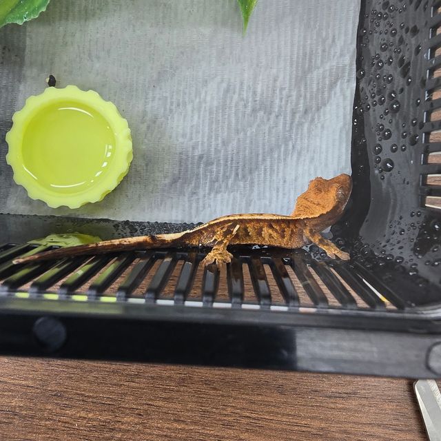카푸치노