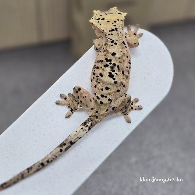 Super Dalmatian Dalmatian