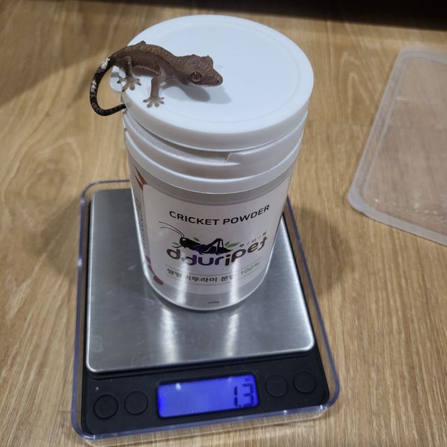 카푸치노