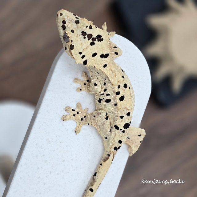 Super Dalmatian Dalmatian