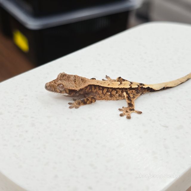 세이블