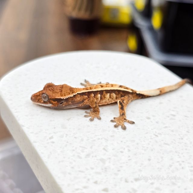 세이블