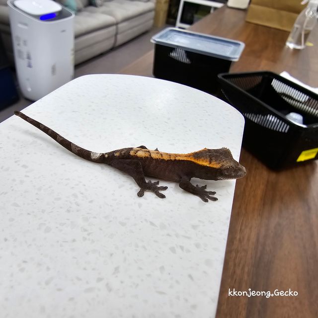 슈퍼 세이블
