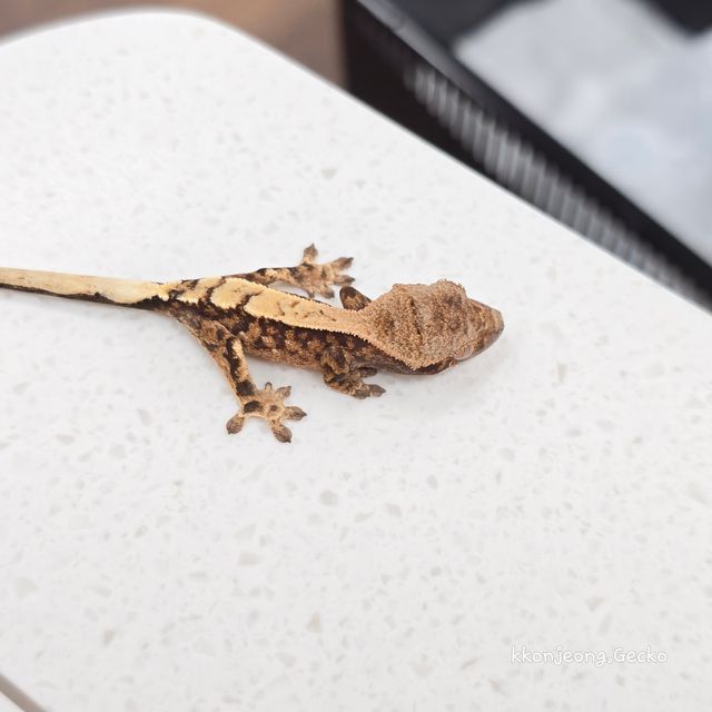 세이블