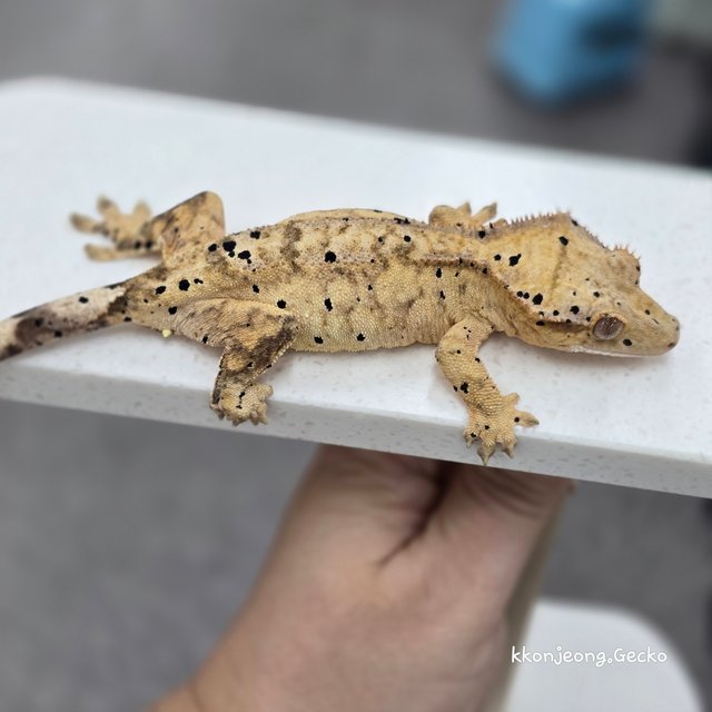 Dalmatian Super Dalmatian