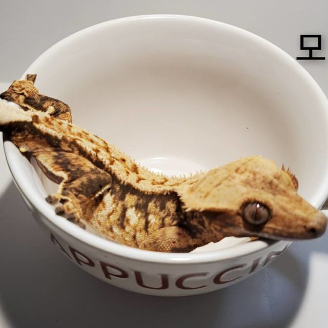 트라이