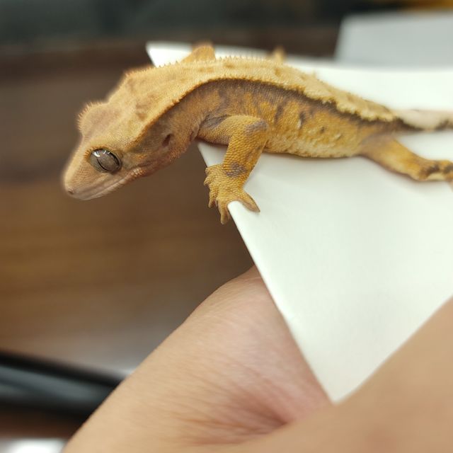 트라이
