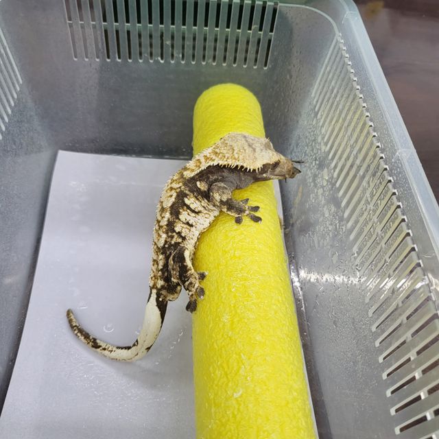 트라이