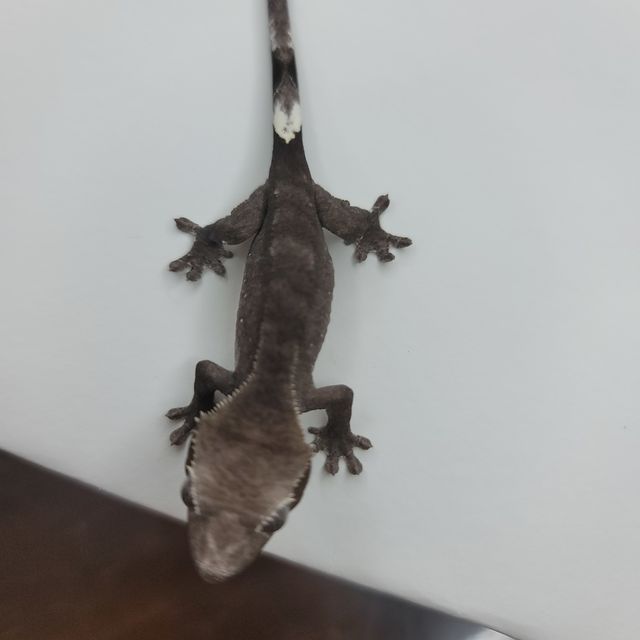 아잔틱 패턴리스