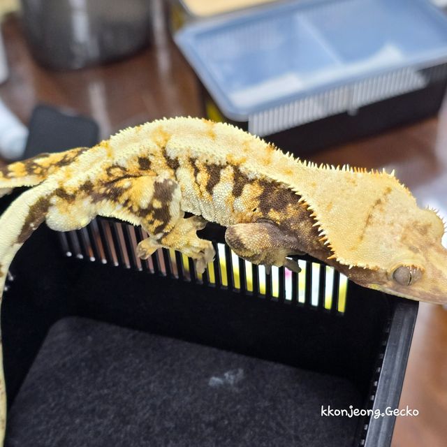 트라이