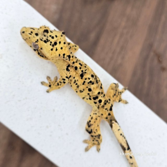 Super Dalmatian Dalmatian