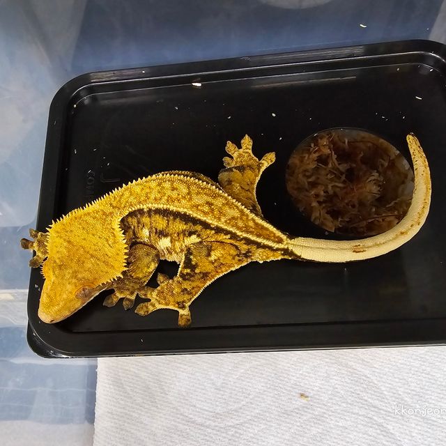 풀핀 화이트스팟 크림