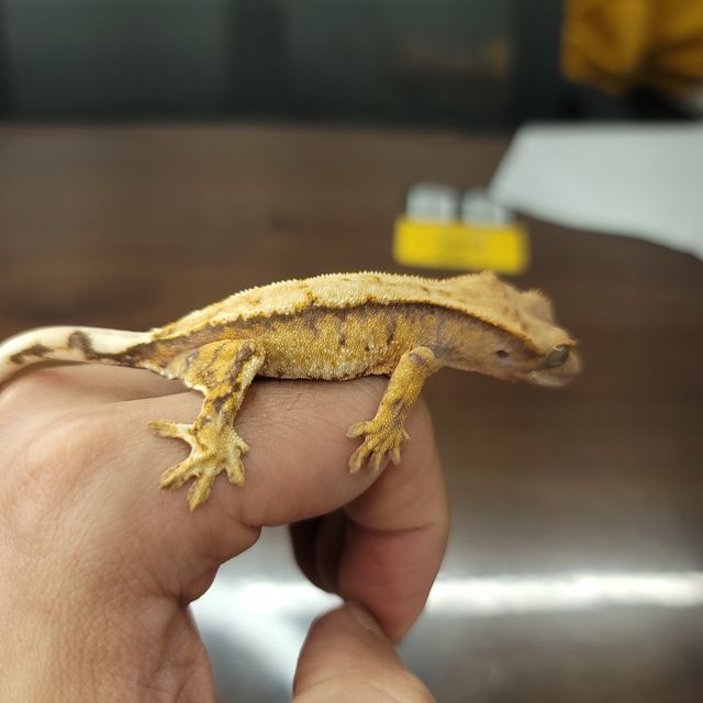 트라이