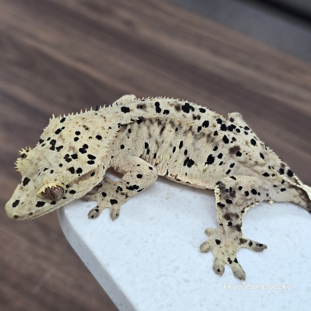 Super Dalmatian Dalmatian