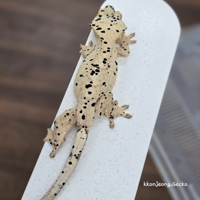 Super Dalmatian Dalmatian