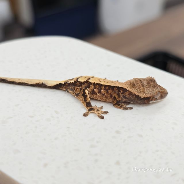 세이블