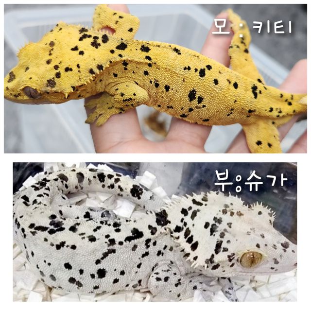 슈퍼달마시안