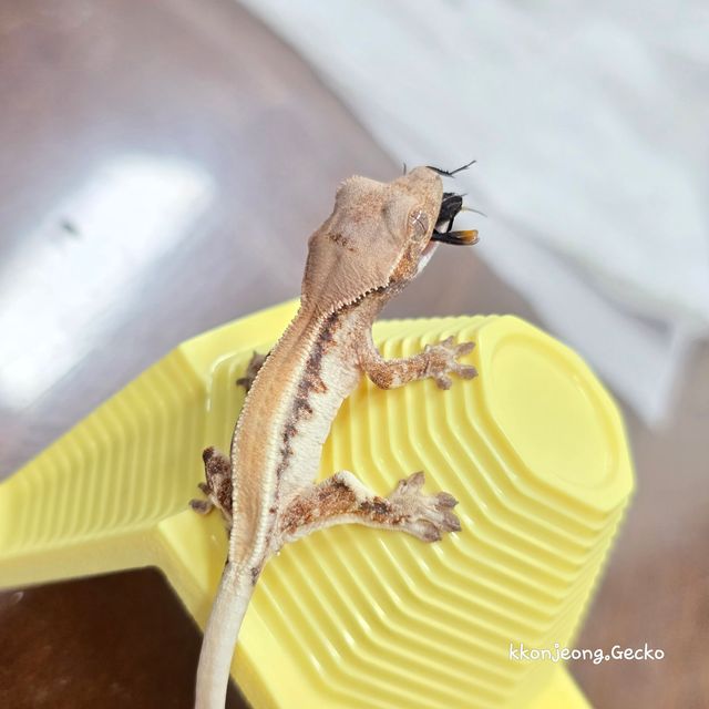 릴리 세이블