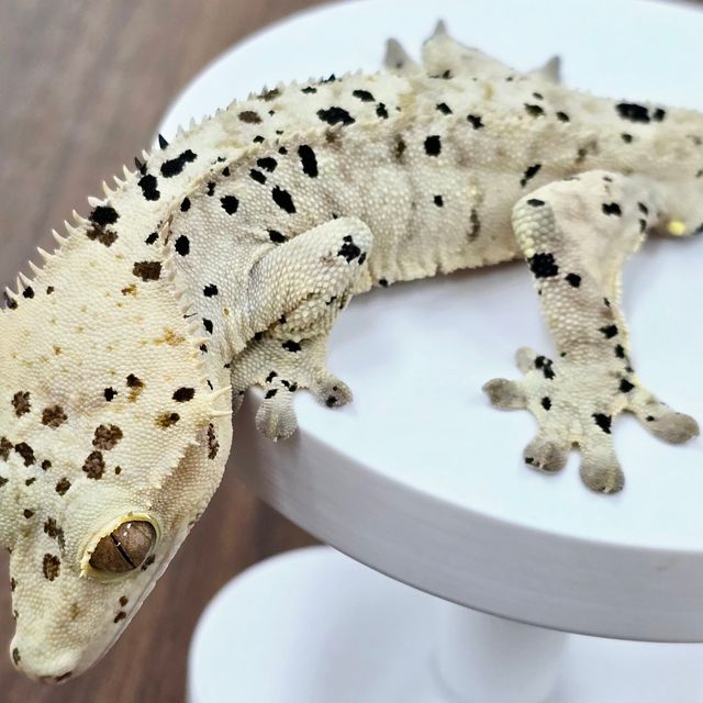 슈퍼달마시안