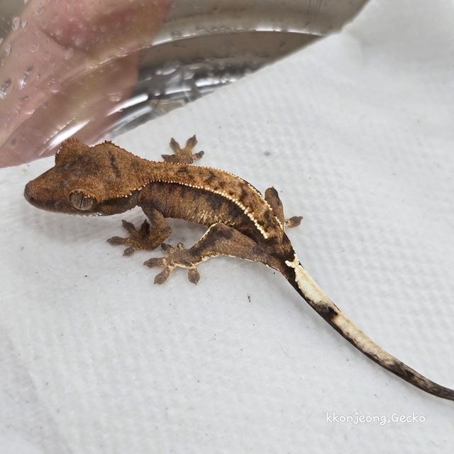 100%헷아잔틱 카푸치노