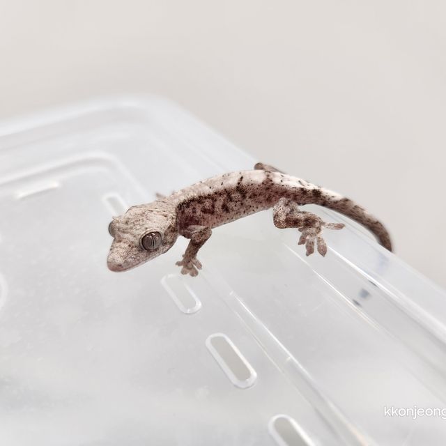 루왁 릴리 세이블 루왁 릴리 세이블