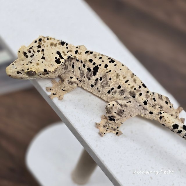 Super Dalmatian Dalmatian