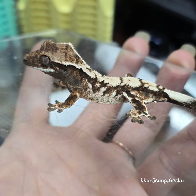 세이블