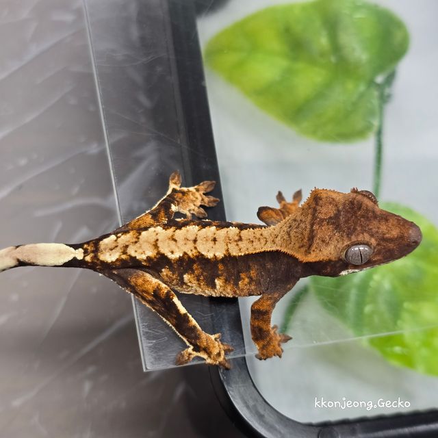 트라이
