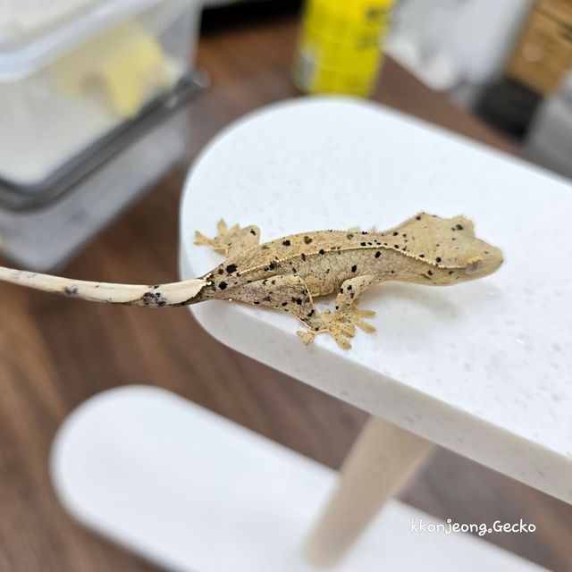 슈퍼달마시안