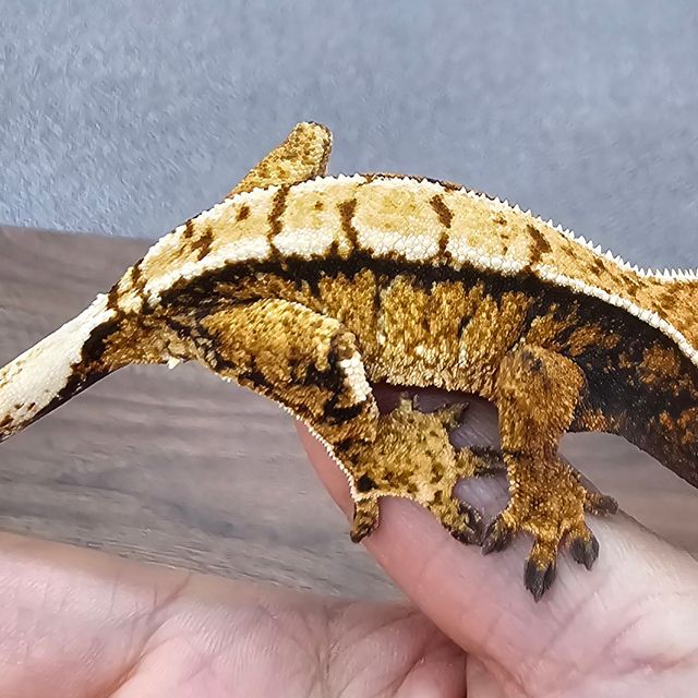 트라이