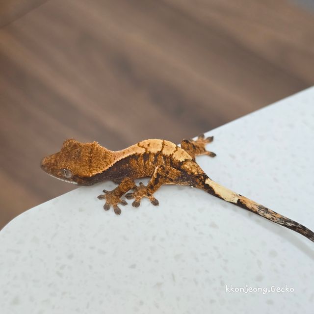 세이블