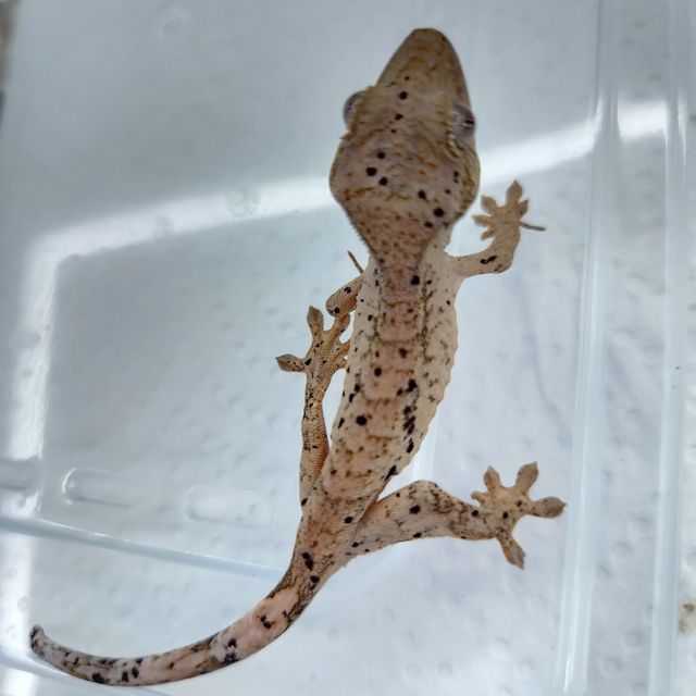 슈퍼달마시안