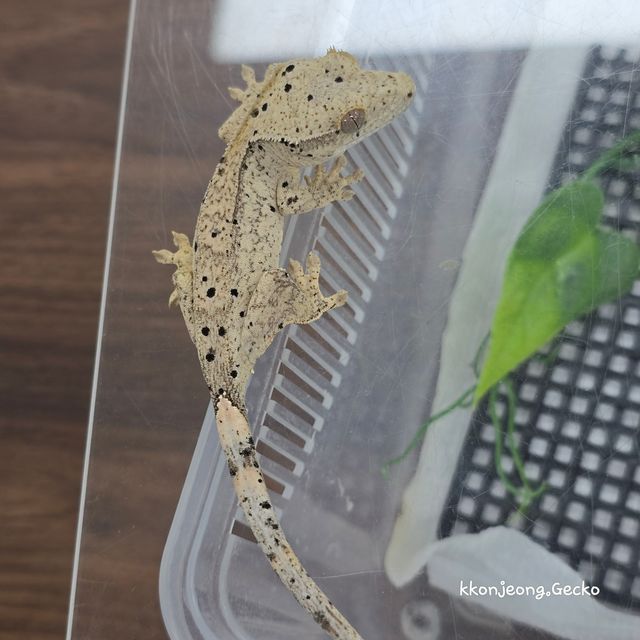 슈퍼달마시안