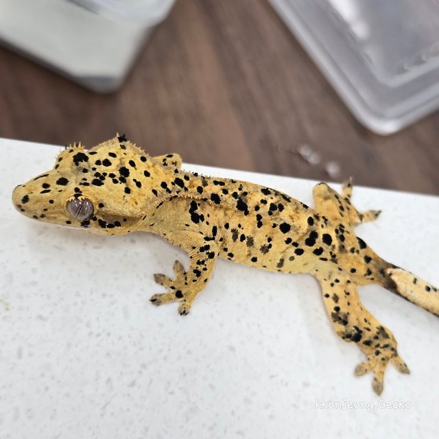 Super Dalmatian Dalmatian