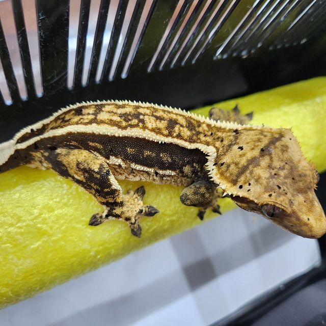 엠티백