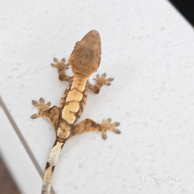 세이블