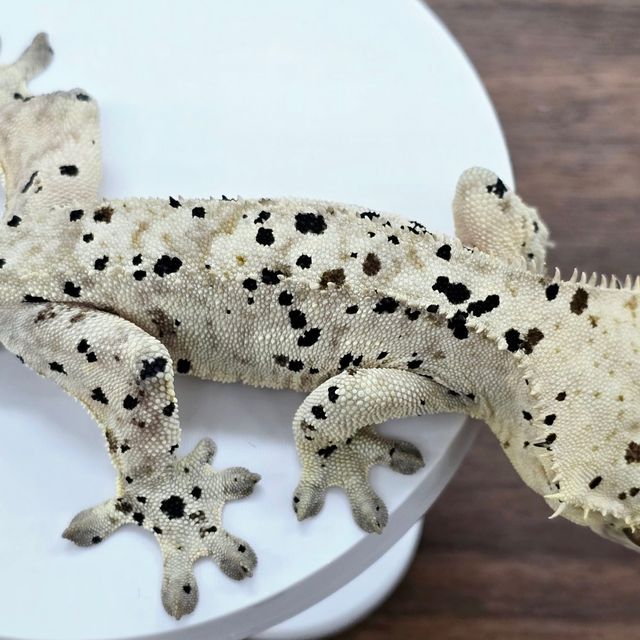 슈퍼달마시안