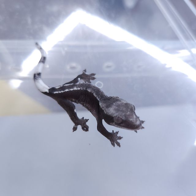 아잔틱