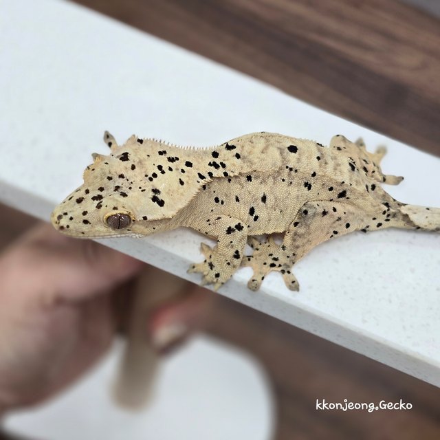 Super Dalmatian Dalmatian