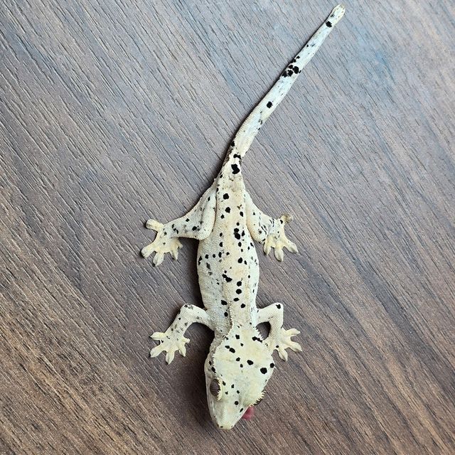 슈퍼달마시안