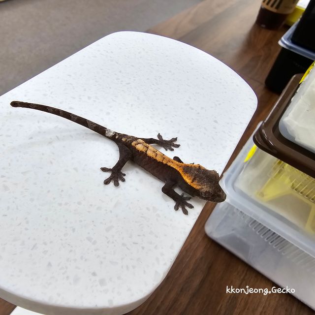 슈퍼 세이블